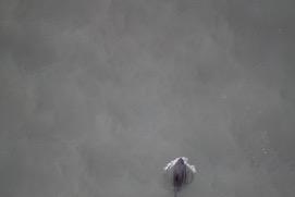 Missing Picture